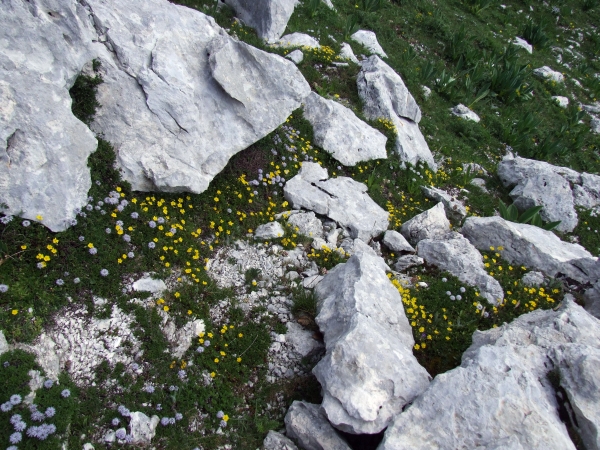 Fioriture in quota